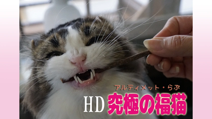 究極の福猫 －アルティメットらぶ－