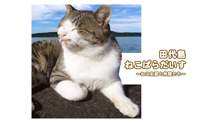 田代島ねこぱらだいす ～ねこ太郎と仲間たち～