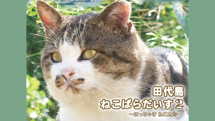 田代島ねこぱらだいす2 ～はっちゃけ ねこ太郎～