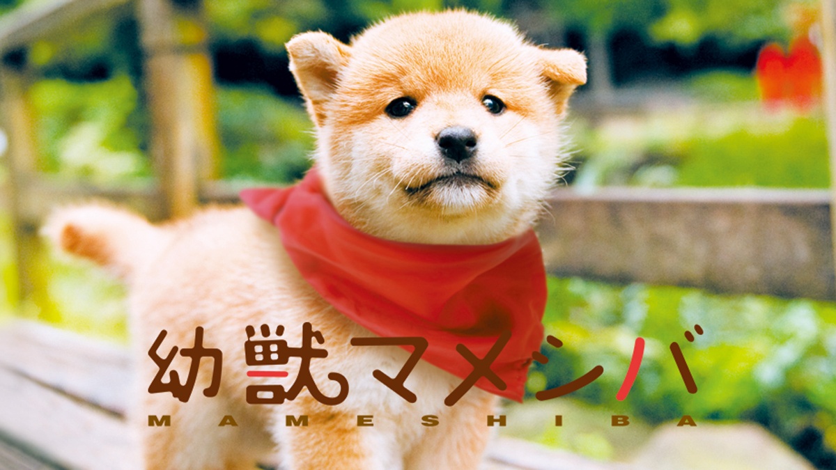 『映画版 幼獣マメシバ』メインビジュアル